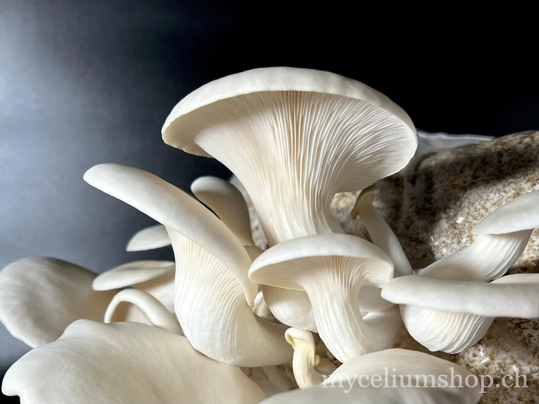 Hut eines Weissen Austernpilzes Pleurotus florida mit Lamellen auf einem kolonisierten Substratblock