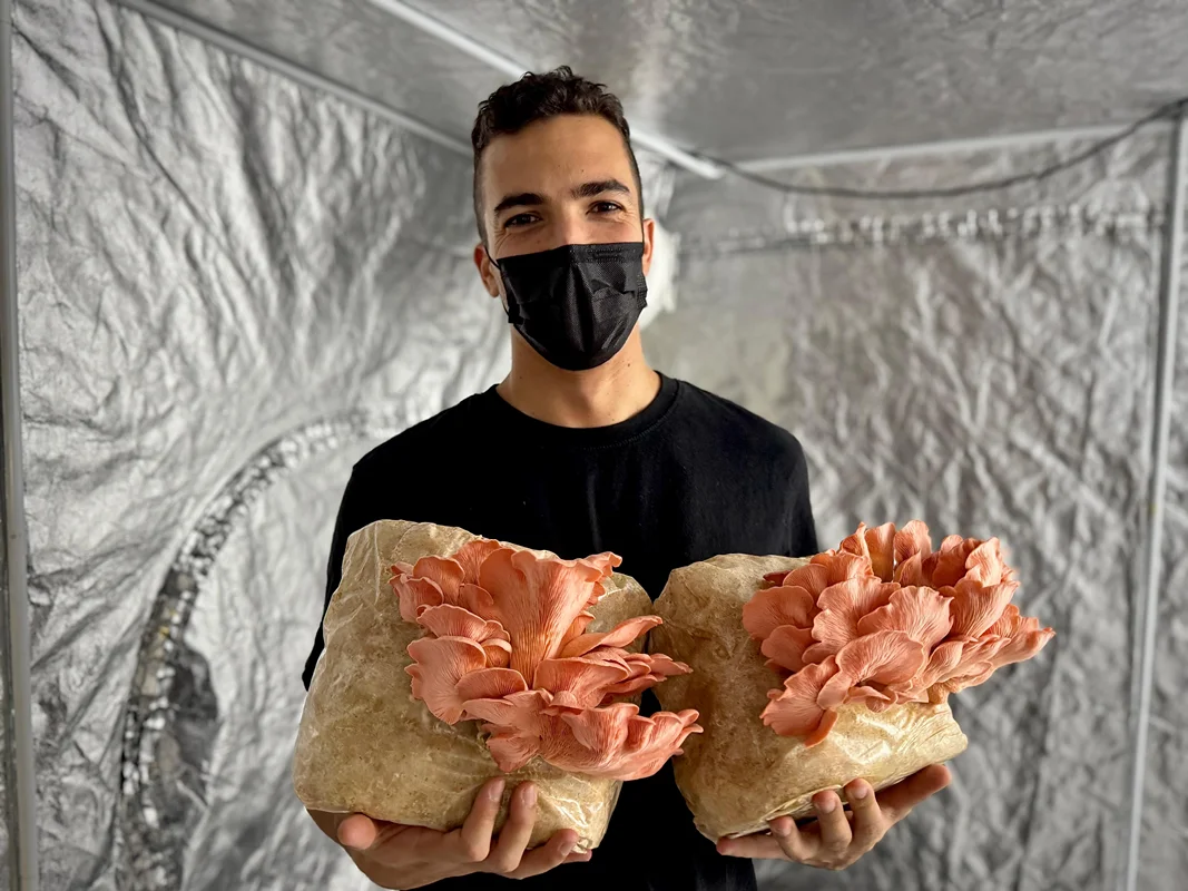 Aurélien tenant deux blocs de pleurotes roses en pleine fructification dans sa tente de culture
