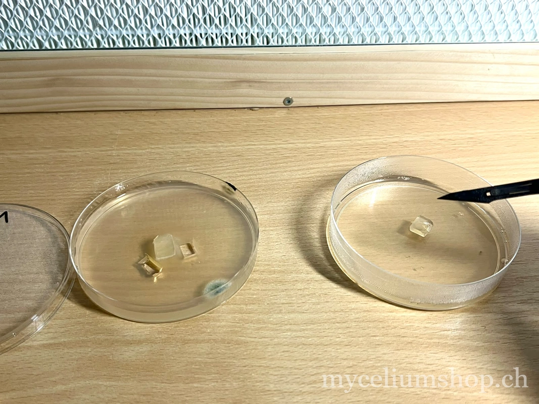 Petrischale mit Agar, einer Stelle mit grünem Schimmel vom Typ Penicillium und mit dem Skalpell ausgeschnittenen Agarstücken unter einer Haube