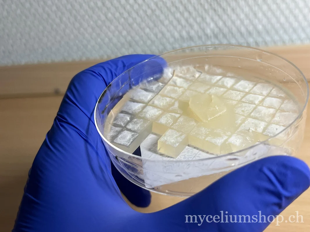 boîte de Petri de mycélium sur agar découpé en carrés prêts pour le transfert