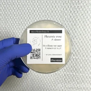 boîte de Petri de mycélium de pleurote rose sur agar avec son étiquette