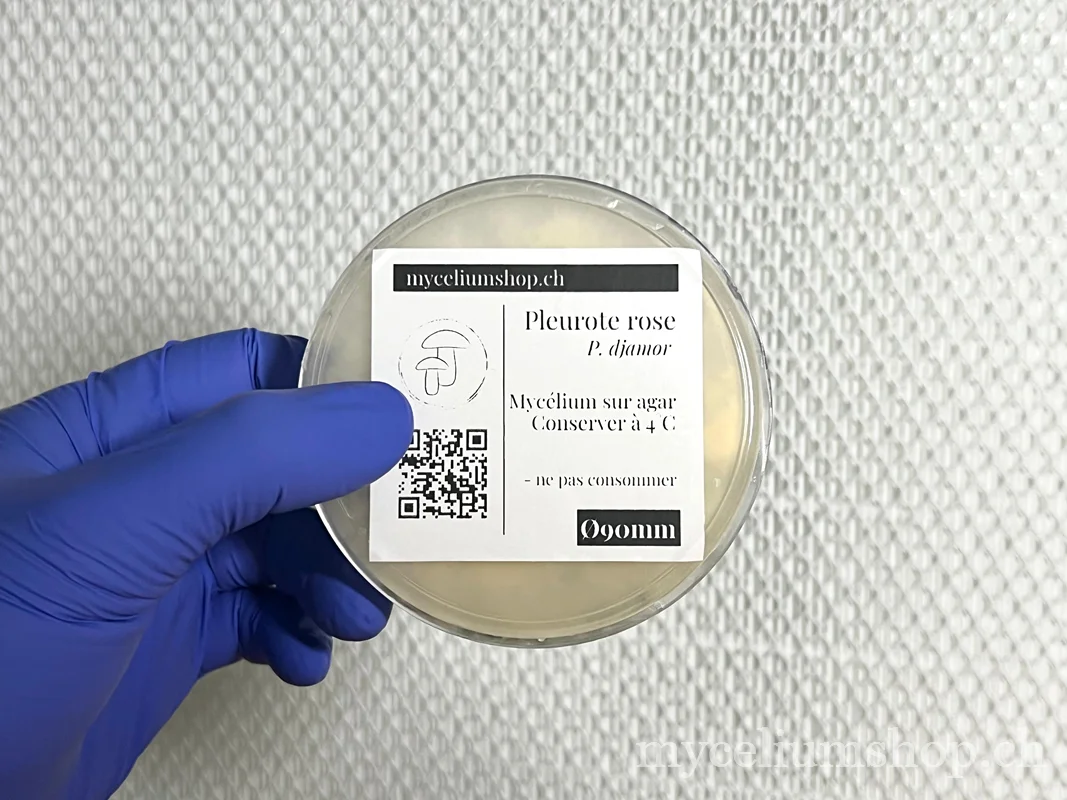 boîte de Petri de mycélium de pleurote rose sur agar avec son étiquette
