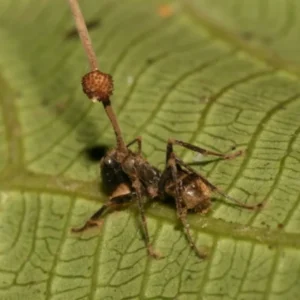 Fourmi morte accrochée à une feuille, avec la tige d’Ophiocordyceps qui sort de sa tête