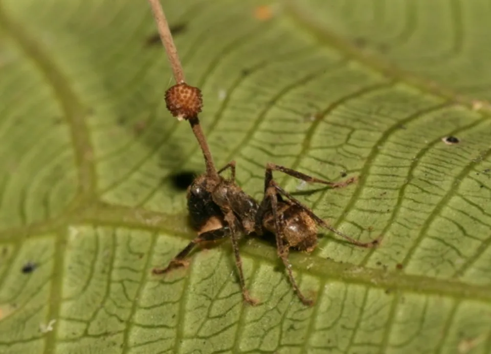 Fourmi morte accrochée à une feuille, avec la tige d’Ophiocordyceps qui sort de sa tête