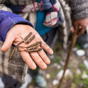 Cordyceps de l’Himalaya, chenilles parasitées par le champignon posées dans la paume d’une main
