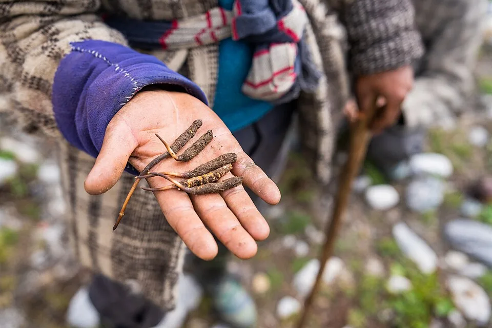 Cordyceps de l’Himalaya, chenilles parasitées par le champignon posées dans la paume d’une main