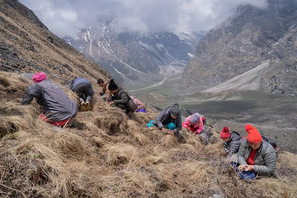Cueilleurs de champignon chenille accroupis dans les herbes d’une pente de montagne de l’Himalaya