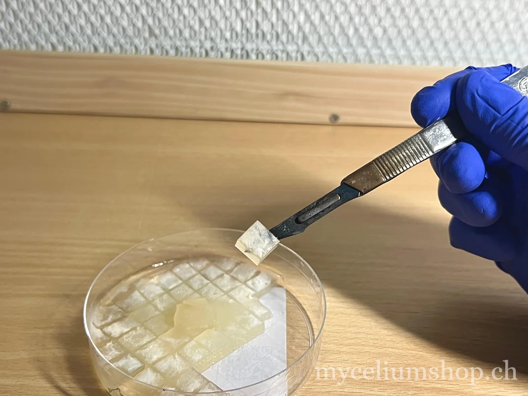 découpe d'un carré de mycélium sur agar avec un scalpel au-dessus d'une boîte de Petri