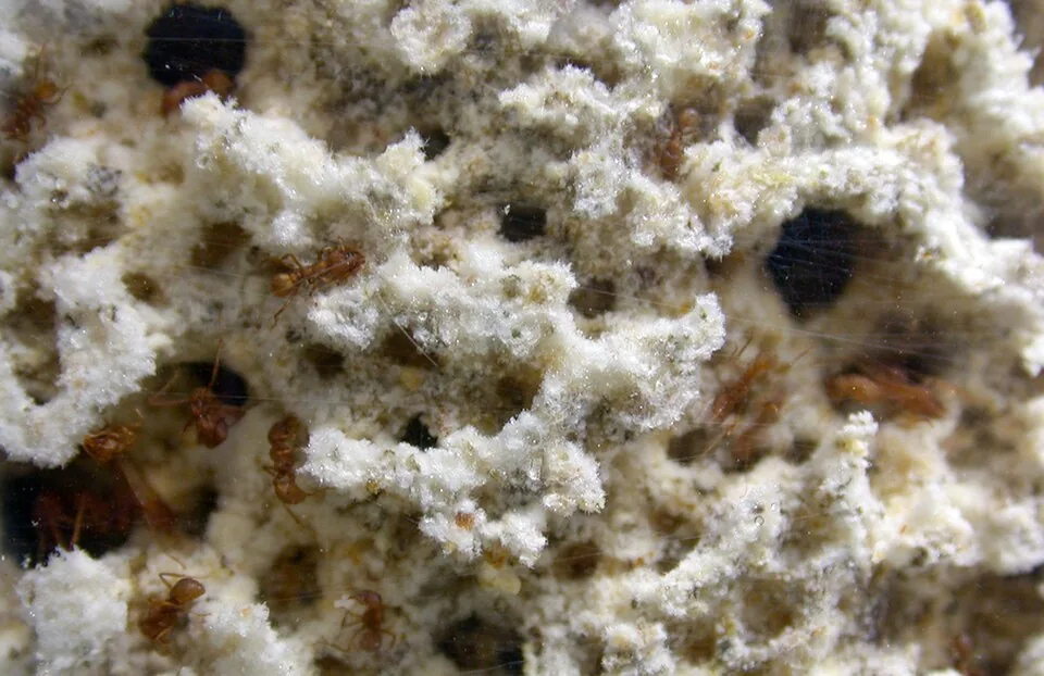 Fourmis coupeuses de feuilles sur leur jardin de champignon, une masse blanche et spongieuse de mycélium