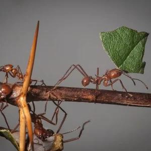 Fourmi coupeuse de feuilles transportant un fragment de feuille sur une branche