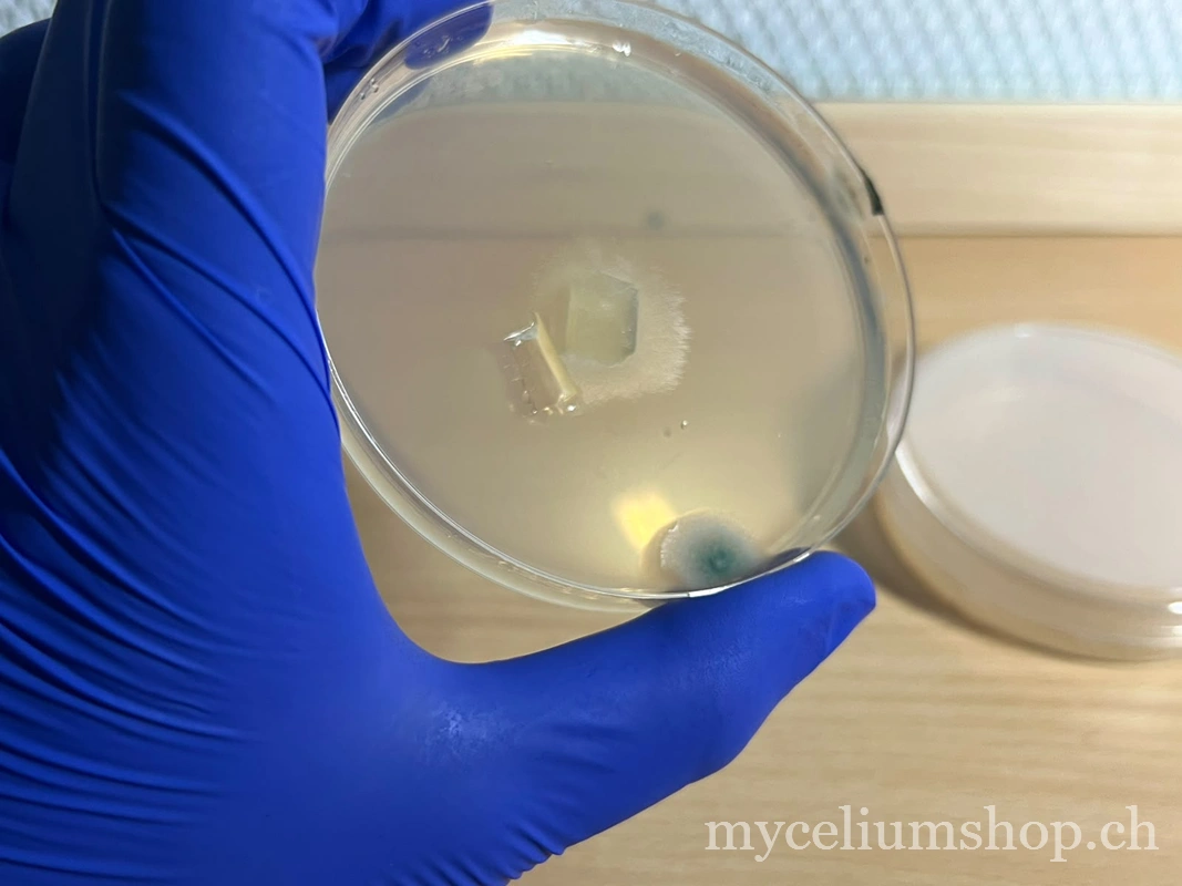 Petrischale in der Hand mit weissem Myzel, das sich um ein Agarstück ausbreitet, und einer kleinen isolierten Kolonie grünen Schimmels am Rand