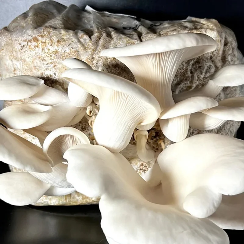 Fructification pleurote blanc sur un sac de cultutre de 3kg