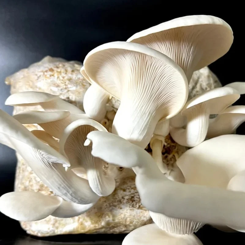 Bloc de culture de pleurotes blancs en pleine fructification, champignons sortant du sac de substrat