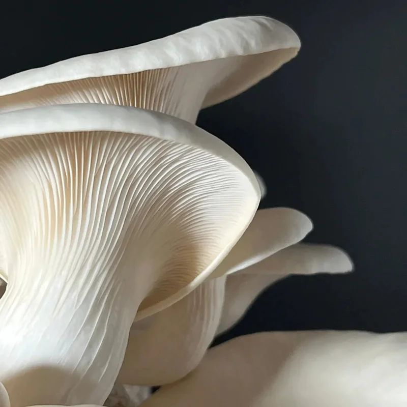 Macro des lamelles d'un pleurote blanc vu par en dessous, sur fond noir