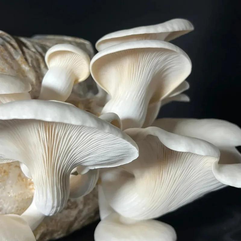 bouquet de pleurotes blancs poussant sur un bloc de substrat clair, chapeaux crème et pieds courts