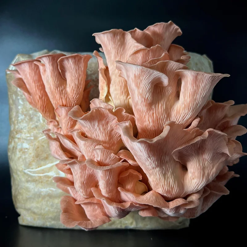 Bouquet de pleurotes roses sur un bloc de substrat colonisé