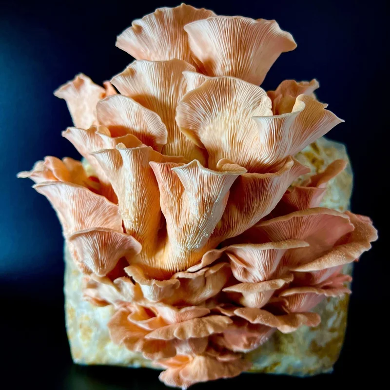 Pleurote rose (Pleurotus djamor) en fructification sur un bloc de substrat