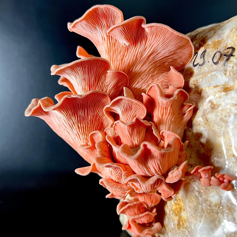 Lamelles d'un pleurote rose en gros plan
