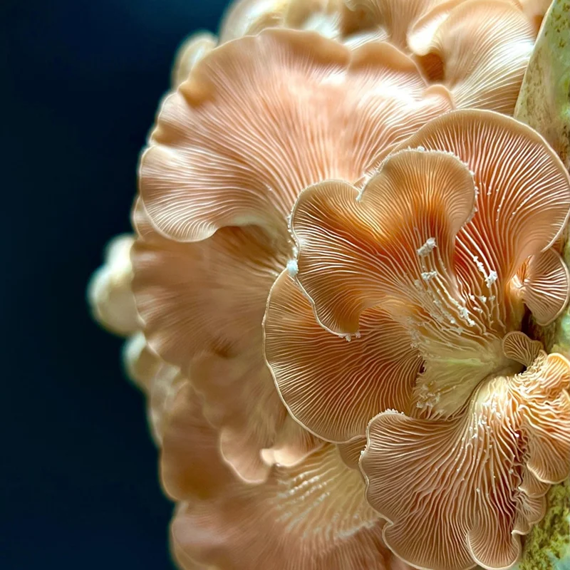 Lamelles d'un pleurote rose en macro avec dépôt de spores blanches