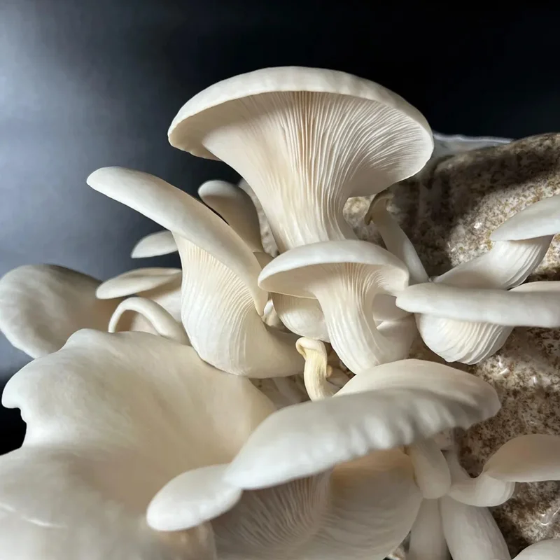 pleurotes blancs à pied courbé et jeunes chapeaux près d'un bloc de mycélium