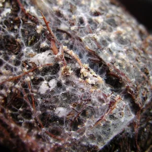 Mycélium blanc d’un champignon ectomycorhizien entourant des racines brunes d’épicéa
