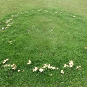 Cercle de champignons sur une pelouse, un rond de sorcières