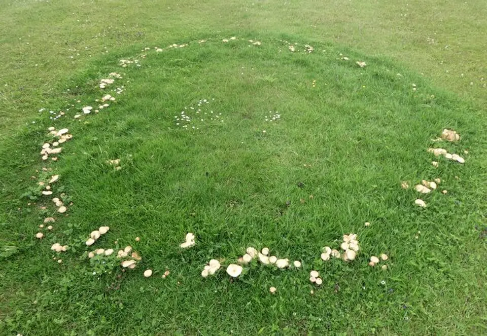 Cercle de champignons sur une pelouse, un rond de sorcières