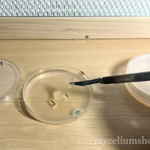 Sauvetage d'une boite de pétri contaminée en faisant un transfert de mycélium sur agar