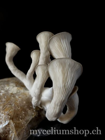 pleurote gris prête à être récoltée