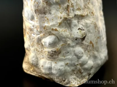 Formation du "popcorn", phénomène normal lors de la colonisation du shiitaké. Bloc de shiitaké colonisé avec formation dense de mycélium en form de pop corn