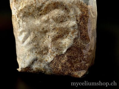 Colonisation à 80% d'un sac, encore quelque jours d'attente colonisation à 80% d'un sac de pellet de paille par le pleurote gris