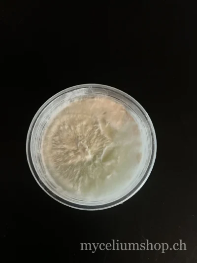 mycélium sur agar à j+18 issu d'un morceau de tissu de pleurote boîte de pétri avec agar colonisé à 100% par mycélium