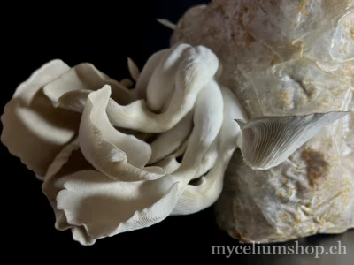 Bouquet de pleurotes gris à maturité Pleurote gris (Pleurotus ostreatus) en fructification sur substrat