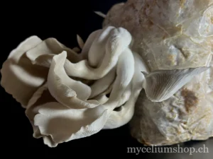 Bouquet de pleurotes gris à maturité Pleurote gris (Pleurotus ostreatus) en fructification sur substrat