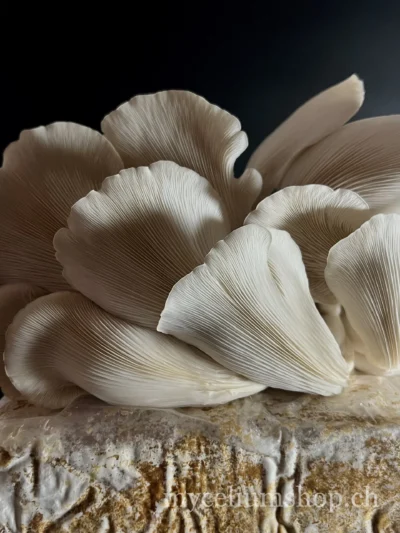 pleurotes gris prêts à être récoltés j+6 après l'initiation des primordias gros plan sur les lamelle de pleurotes gris prêt à être récolté