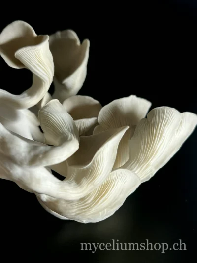 pleurote gris à j+4 après initiation des primordias gros plant sur Pleurotus ostreatus en fructification
