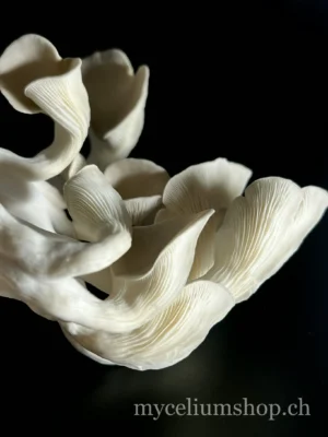 pleurote gris à j+4 après initiation des primordias gros plant sur Pleurotus ostreatus en fructification