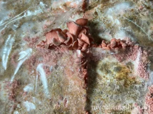 Jeune pousse de pleurote rose (Pleurotus djamor) en développement