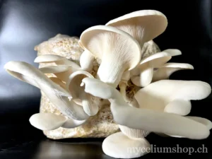 Bouquet dense de pleurotes blancs Pleurotus florida sur un bloc de mycélium colonisé