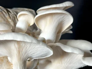 Gros plan sur les lames blanches et serrées d'un pleurote blanc Pleurotus florida