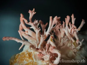 pleurote rose déformation manque de c02
