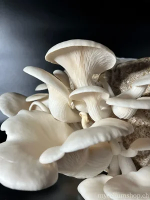 culture de pleurotes blancs à la maison, grand bouquet sur bloc de substrat brun