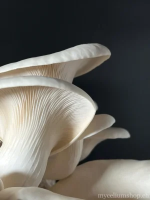 macro sur les lamelles d'un pleurote blanc crème, texture détaillée du chapeau