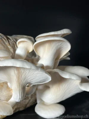 Bouquet de pleurotes blancs poussant sur un bloc de mycélium, vue de côté