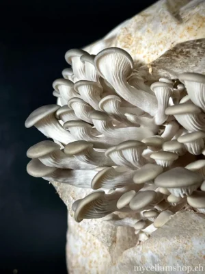 Bloc de culture de pleurotes gris en pleine fructification, champignons sortant du sac de substrat