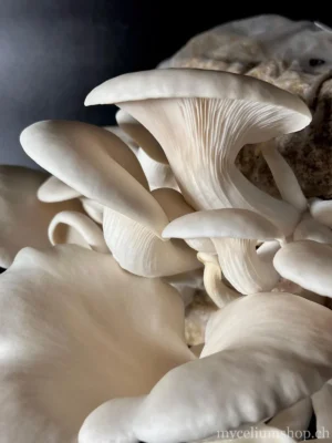 Pleurotes blancs frais et charnus prêts à la récolte, chapeaux souples et lamelles visibles